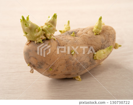 sprout potato bud sprout potato Sprouted potatoes ジャガイモ sprout sprout potato bud sprout potato Sprouted potatoes ジャガイモ sprout 130730722