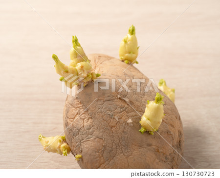 發芽 馬鈴薯 芽 萌芽 土豆 Sprouted potatoes ジャガイモ 芽生え 發芽 馬鈴薯 芽 萌芽 土豆 Sprouted potatoes ジャガイモ 芽生え 130730723
