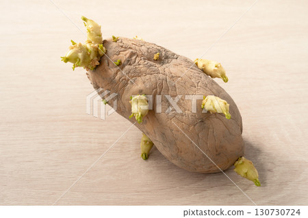 sprout potato bud sprout potato Sprouted potatoes ジャガイモ sprout sprout potato bud sprout potato Sprouted potatoes ジャガイモ sprout 130730724
