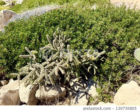 Cactus garden with green ground cover. Tropical plants. 130730805