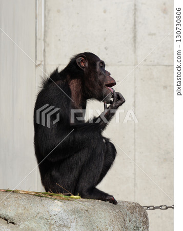 舔手指的黑猩猩 130730806