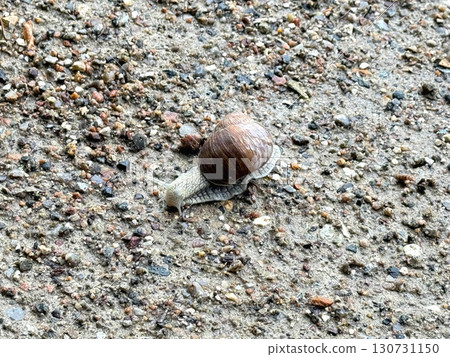 Roman snail (Helix pomatia) crawls leisurely across the ground Roman snail (Helix pomatia) crawls leisurely across the ground 130731150