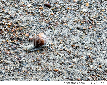 Roman snail (Helix pomatia) crawls leisurely across the ground Roman snail (Helix pomatia) crawls leisurely across the ground 130731154