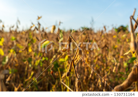 Golden ripe soybean pods ready for harvest in a vast agricultural field. Dry crop under clear blue sky with warm sunlight. Golden ripe soybean pods ready for harvest in a vast agricultural field. Dry crop under clear blue sky with warm sunlight. 130731164