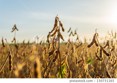 Detailed view of dry soybean pods in a golden field bathed in warm sunlight. Harvest ready crop under a clear sky. Detailed view of dry soybean pods in a golden field bathed in warm sunlight. Harvest ready crop under a clear sky. 130731165