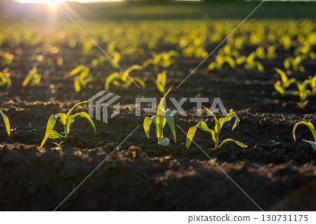Rows of young green corn plants emerging from rich soil. Golden sun shining on growing crops in a vast farm field at sunset. Rows of young green corn plants emerging from rich soil. Golden sun shining on growing crops in a vast farm field at sunset. 130731175