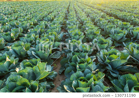 Rows of vibrant green cabbage plants thrive in a sunny agricultural field. Fresh healthy vegetables growing in fertile soil on a farm. 130731190