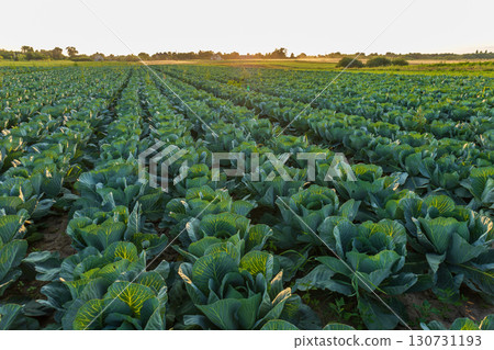 Vast green cabbage plants growing in neat rows across a large agricultural field. Golden hour light bathes the healthy fresh vegetables. 130731193