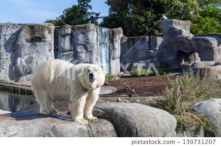 A large polar bear stands on rocks 130731207