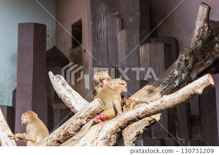Group of funny monkeys in a zoo 130731209