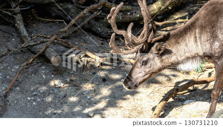 Beautiful horned deer. Animal protection 130731210