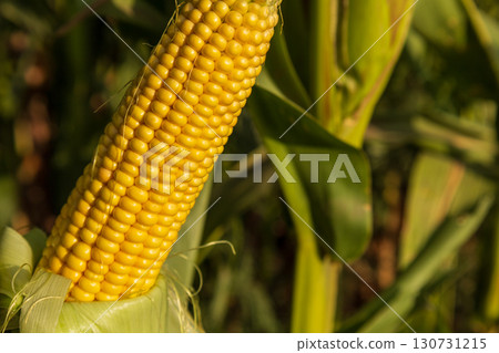 Close up of a ripe yellow corn ear with green husks growing on a tall stalk in a sunny farm field. Fresh organic food. 130731215