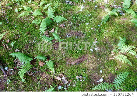 Fern leaves and moss illuminated by sunlight filtering through the trees 130731264