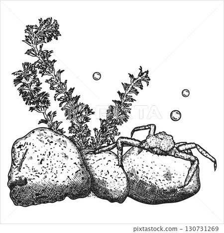 Sea composition with crab, stones and seaweed. Sea bottom. Hand drawn vector illustration 130731269
