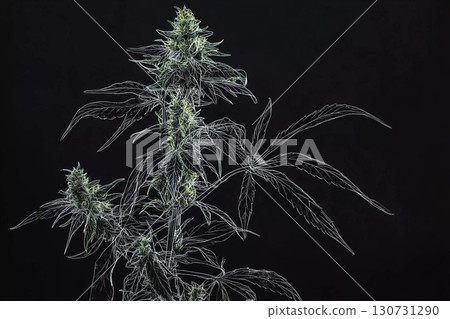 Intricate Thin Outline of Cannabis Plant Against a Dark Backdrop Generative AI Intricate Thin Outline of Cannabis Plant Against a Dark Backdrop Generative AI 130731290