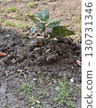 Young green plant with broad leaves sprouting in dark moist garden soil, new growth, fresh agriculture, and natural environment concept, closeup in early spring 130731346