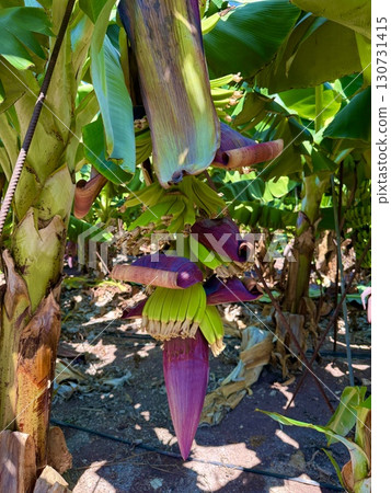Banana tree with bunch of unripe bananas. Banana plantation with blue sky on sunny day. 130731415