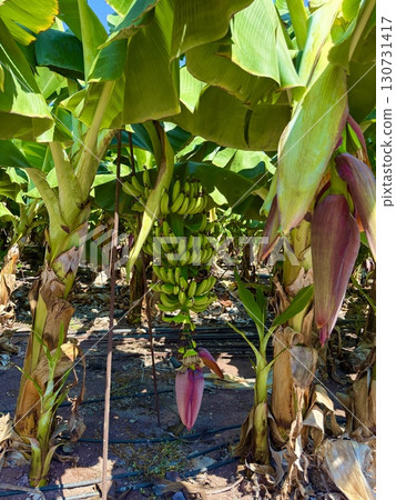 Banana tree with bunch of unripe bananas. Banana plantation with blue sky on sunny day. Banana tree with bunch of unripe bananas. Banana plantation with blue sky on sunny day. 130731417