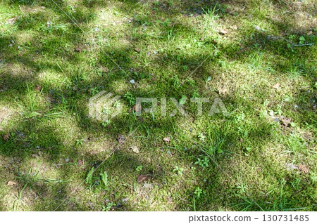 The garden floor illuminated by sunlight filtering through the trees The garden floor illuminated by sunlight filtering through the trees 130731485