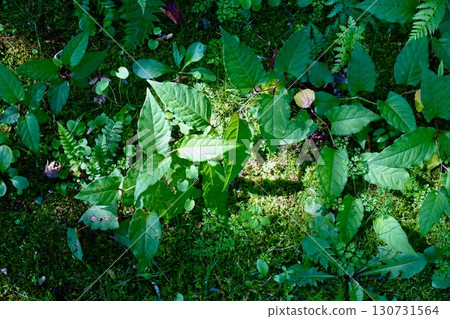 Summer sunlight filtering through the grass in the garden Summer sunlight filtering through the grass in the garden 130731564