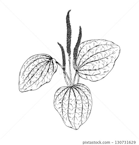 Hand drawn vector illustration of plantain Plantago major with ribbed leaves and upright spikes, botanical herb often used in natural medicine, tea, apothecary labels, organic cosmetics and eco design Hand drawn vector illustration of plantain Plantago major with ribbed leaves and upright spikes, botanical herb often used in natural medicine, tea, apothecary labels, organic cosmetics and eco design 130731629