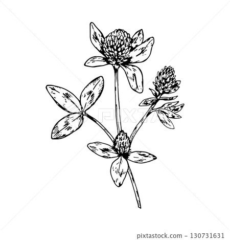 Hand drawn vector illustration of clover plant with blooming flower heads and trifoliate leaves, detailed botanical drawing suitable for herbal packaging, apothecary, eco and St Patrick s Day themes Hand drawn vector illustration of clover plant with blooming flower heads and trifoliate leaves, detailed botanical drawing suitable for herbal packaging, apothecary, eco and St Patrick s Day themes 130731631