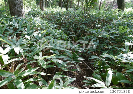 Bamboo thicket scenery Bamboo thicket scenery 130731858