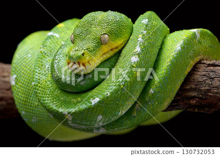 Green tree python resting on a branch, showing its scales and fangs 130732053