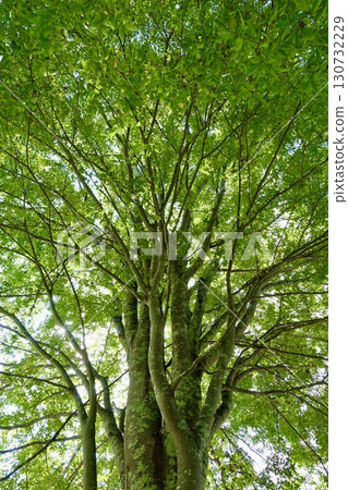 A big tree of fresh green 130732229