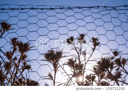 thistle thorn growing behind barbed wire, symbol of lack of freedom thistle thorn growing behind barbed wire, symbol of lack of freedom 130732283