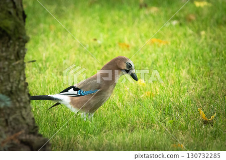 A jay bird is standing in the grass 130732285