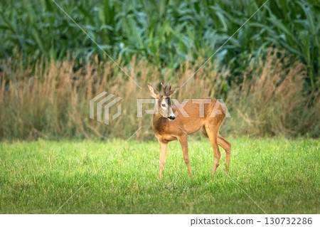 A roe deer stands in the meadow A roe deer stands in the meadow 130732286