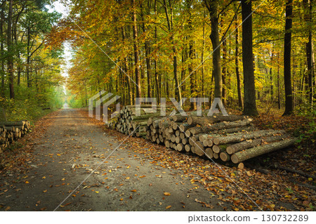 A pile of wood by a dirt road in an autumn forest A pile of wood by a dirt road in an autumn forest 130732289