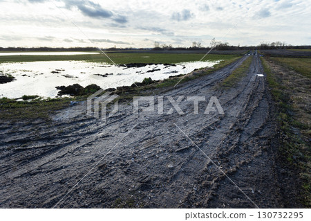 Muddy side road and meadow with puddle 130732295