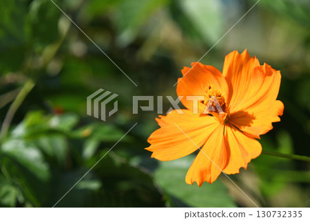 Kibana宇宙(黃色的花朵落櫻花) Kibana宇宙(黃色的花朵落櫻花) 130732335