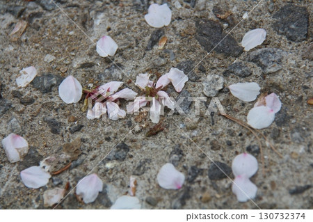 yellow flowers on rock 130732374