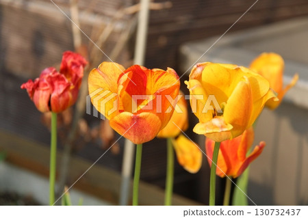 tulips in the garden tulips in the garden 130732437