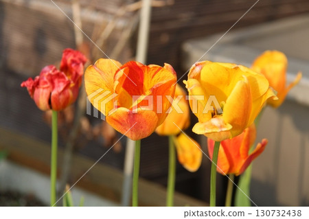 beautiful tulips in the garden beautiful tulips in the garden 130732438
