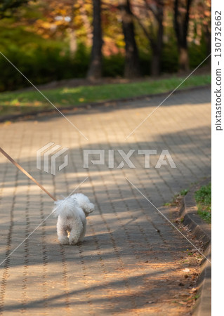 A dog with the owner on the walk, in the sun with autumn background A dog with the owner on the walk, in the sun with autumn background 130732662