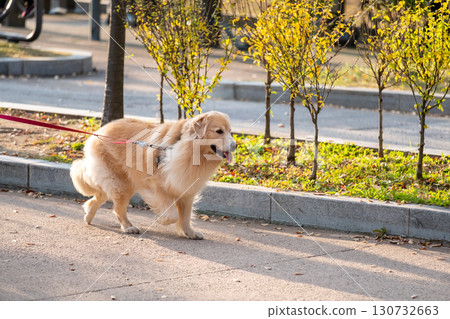 A dog with the owner on the walk, in the sun with autumn background A dog with the owner on the walk, in the sun with autumn background 130732663