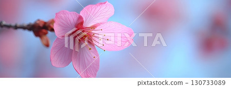 Delicate Pink Cherry Blossom Petals in Close Up Captivating Beauty of Springtime Floral Elegance Delicate Pink Cherry Blossom Petals in Close Up Captivating Beauty of Springtime Floral Elegance 130733089
