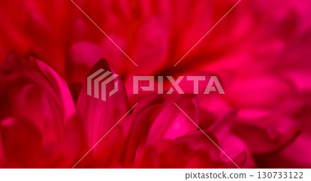 Abstract floral background, red chrysanthemum flower petals. Soft focus Abstract floral background, red chrysanthemum flower petals. Soft focus 130733122