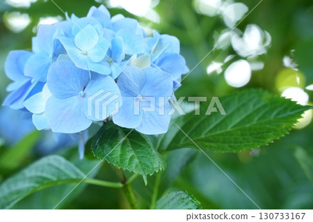 可愛、柔軟的藍色繡球花 可愛、柔軟的藍色繡球花 130733167