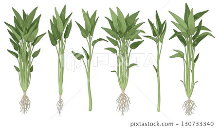 vegetables isolated on transparent background 130733340
