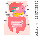 Digestive system: liver, gallbladder, pancreas, stomach, duodenum, organ structure 130733552