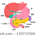 Liver, gallbladder, pancreas, duodenum, spleen, organ structure 130733568
