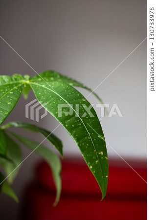 Beautiful details of nature. Morning dew drops on fresh green leaf. Summer nature macro pattern. Beautiful details of nature. Morning dew drops on fresh green leaf. Summer nature macro pattern. 130733978