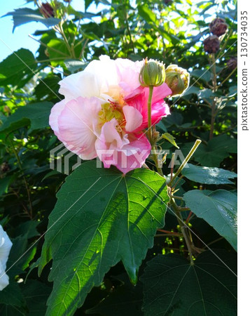 木槿（陽光透過樹梢）葉子上掛著水滴 130734035