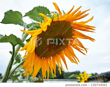 A large sunflower with a green bug in the center 130734081