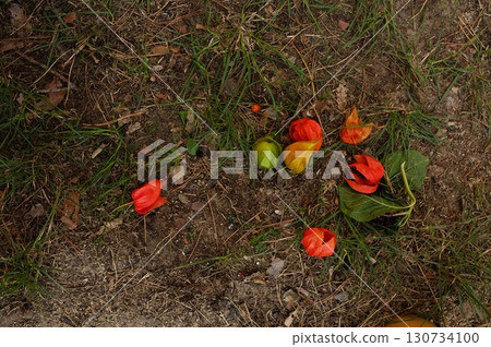 A red flowers sits on a wooden bench. Creates a sense of balance and harmony. 130734100